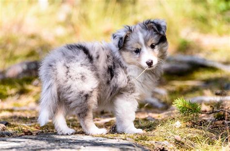 Shetland Sheepdog | Shetland sheepdog, Sheltie dogs, Shetland sheepdog ...