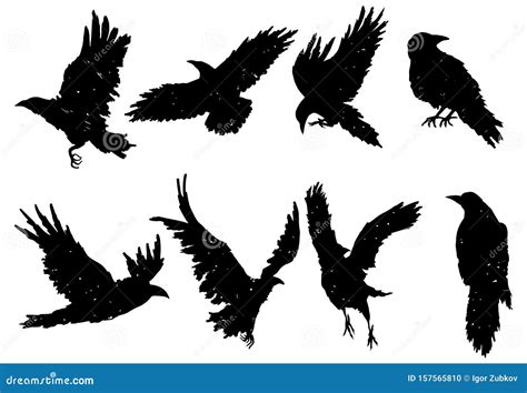 Set Of Ravens. A Collection Of Black Crows. Silhouette Of A Flying Crow ...