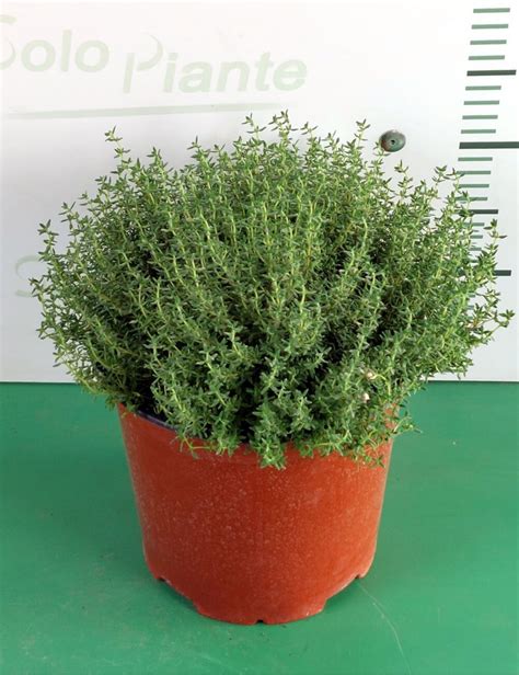 Timo vendita pianta online Thymus officinalis