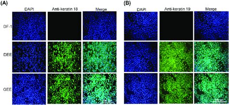 Expression of epithelial cell markers (keratin-18 and-19) in the... | Download Scientific Diagram