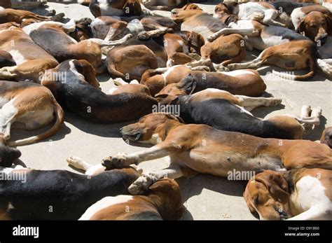 A pack of sleeping hunting dogs Stock Photo - Alamy