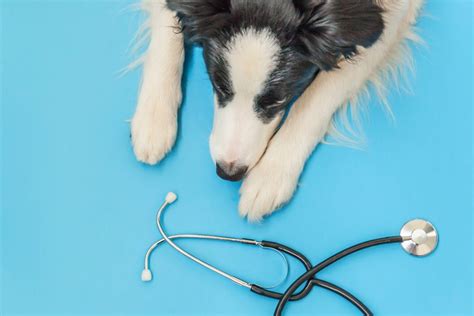 Lethargic Dog: Symptoms, Causes, and Treatments - One Vet