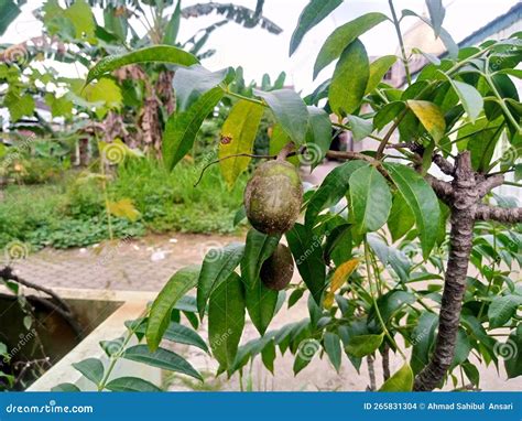 Kedondong Tree when it First Bears Fruit Stock Photo - Image of plantation, produce: 265831304