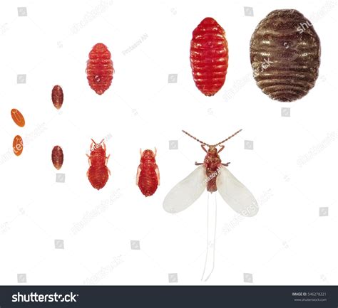 544 Cochineal Insect Royalty-Free Photos and Stock Images | Shutterstock