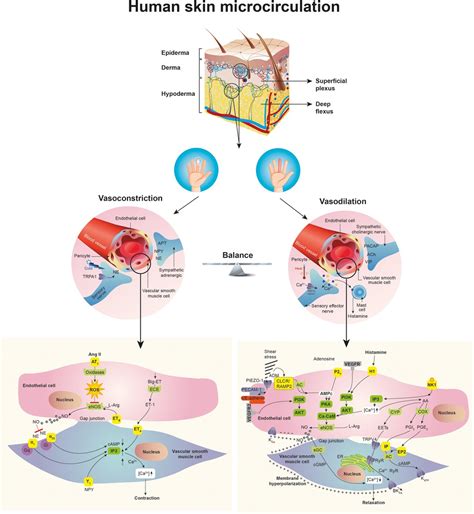 Frontiers | Capillary refill time in sepsis: A useful and easily accessible tool for evaluating ...