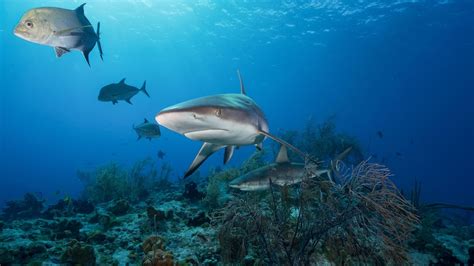 Reef sharks at higher risk of extinction than expected - ABC Pacific