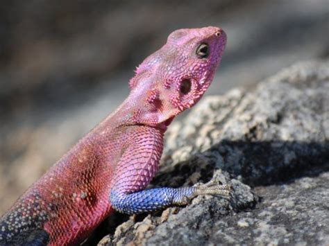 Pink Agama Lizard | Photo