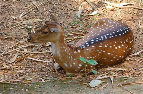 A Fawn of Chital - Spotted Deer Stock Image - Image of cervinae, trivandrum: 82858489