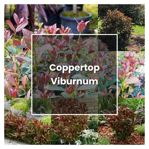 How to Grow Coppertop Viburnum - Plant Care & Tips | NorwichGardener