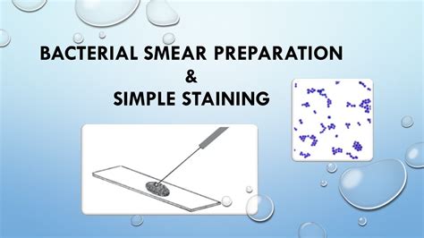 Bacterial Smear Preparation and Simple Staining - YouTube