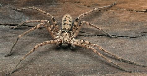 Giant Huntsman Spider Biggest Ever Recorded: Can You Touch It? Are These Aggressive? | Science Times