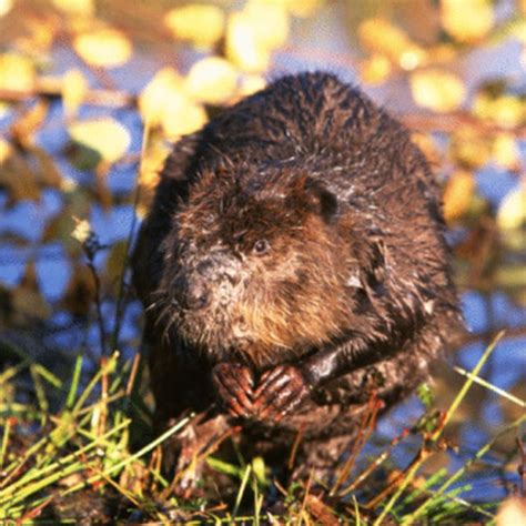 What Does a Beaver Eat? | Sciencing