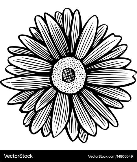 Black and white daisy flower Royalty Free Vector Image