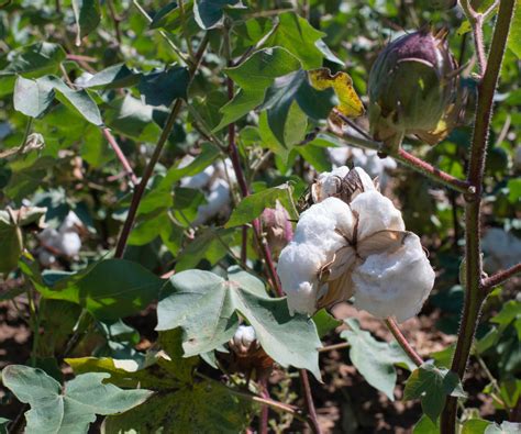 How to grow cotton from seed – all you need to know…