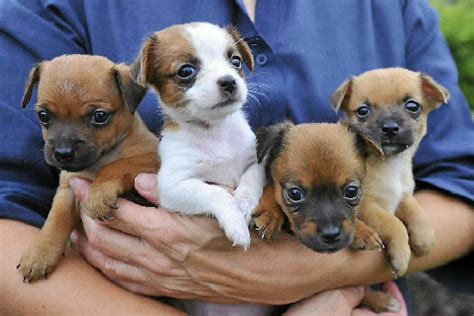 Find a puppy to love at Friends of RSPCA adoption day | The Courier Mail