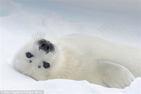 Cute enough to melt the coldest of hearts: Baby seals just days old pictured rolling around in ...