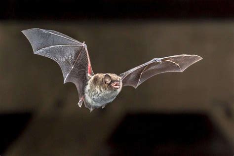 How to Keep Bats Out of Your Home - Pest Defense Guide