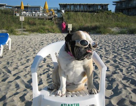 Pet Friendly Hotels in Atlantic Beach, NC - Bring Fido