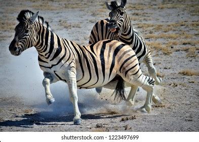 1,714 Zebra fight Images, Stock Photos & Vectors | Shutterstock