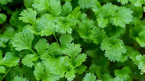 Coriander Leaves Are Much More Than A Garnish: Here Are 7 Reasons Why ...