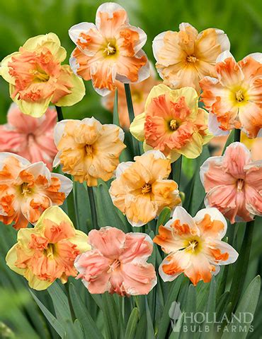 Holland Bulb Farms - Shopping Cart Daffodil Color, Daffodil Bulbs, Bulb ...