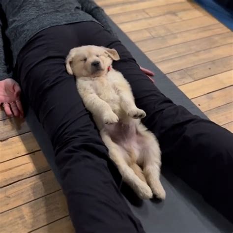 Video Prepare for cuteness overload in the form of puppy yoga - ABC News