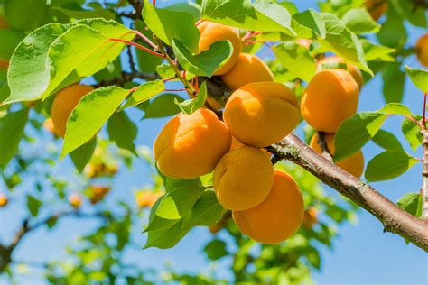 Apricot Fertilizer Requirements – Learn About Fertilizing Apricots In The Garden