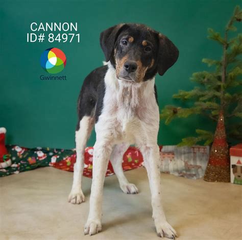 PHOTOS: Gwinnett Animal Shelter Adoptable Pets of the Week — Dec. 20 ...