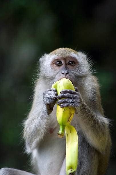 Royalty Free Banana Eating Monkey Pictures, Images and Stock Photos - iStock