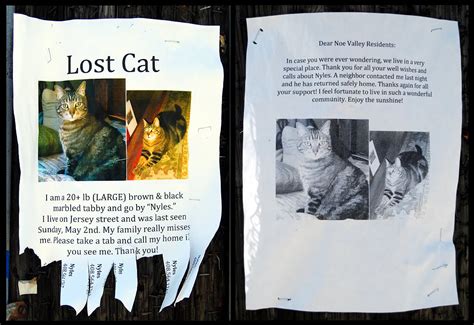 Happy Ending: Lost Cat Found | Noe Valley SF