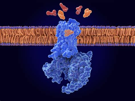 The Opioid Antagonist Naloxone From The Muopioid Receptor Stock Photo ...