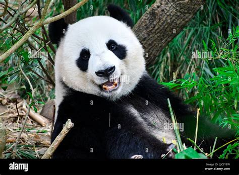 a happy panda smiling at the camera Stock Photo - Alamy