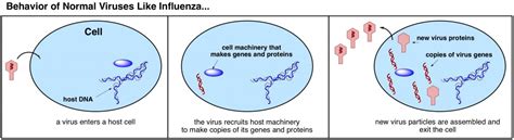 The Machinery of Retroviruses Part 1: What is a Retrovirus? | I Can Has ...