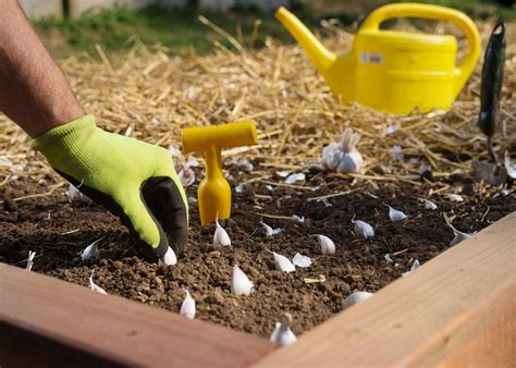 When to Plant Garlic: The Complete Guide for Planting Garlic