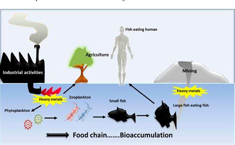 [PDF] Biomonitoring of Heavy Metal Pollution Using Acanthocephalans ...