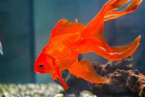 29 Types Of Goldfish Breeds [Common Fancy] Fishkeeping, 50% OFF