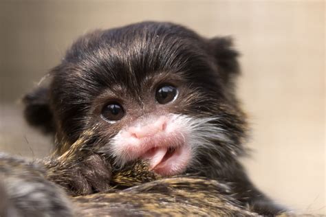 Baby Emperor Tamarin 1 | phōs graphé | Flickr