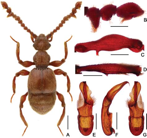 Eight new species of Batrisodes Reitter from China (Coleoptera, Staphylinidae, Pselaphinae)