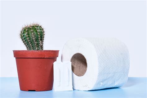 Hemorrhoidal suppository, toilet paper roll and cactus plant - concept ...