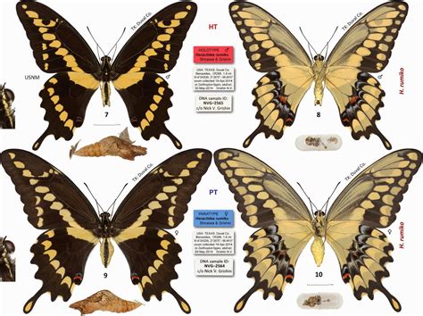 Sciency Thoughts: A new species of Giant Swallowtail Butterfly from North and Central America.