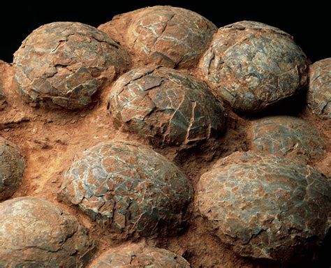 Dinosaur Eggs Photograph by Sinclair Stammers