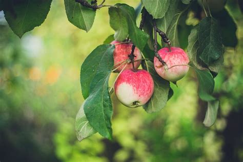 Free download | apple tree, apple, fruit, green, leaf, leaves, nature, outdoor, CC0, public ...
