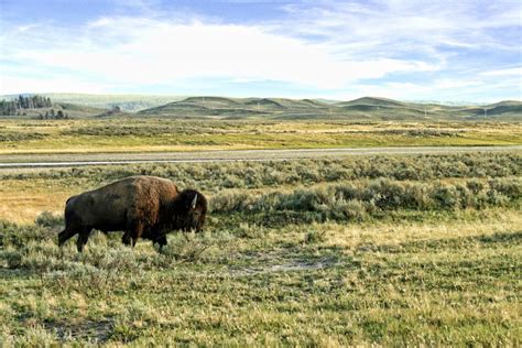 10 Tips for Summer Wildlife Viewing in Yellowstone [Infographic]