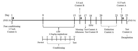 Experimental design. | Download Scientific Diagram