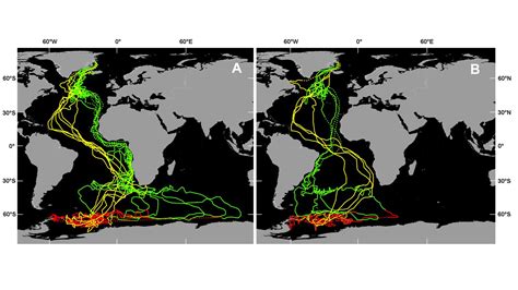 The remarkable migratory patterns of the Arctic Tern