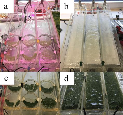 -AT and alginate beads at the start and in the end of the experiment.... | Download Scientific ...