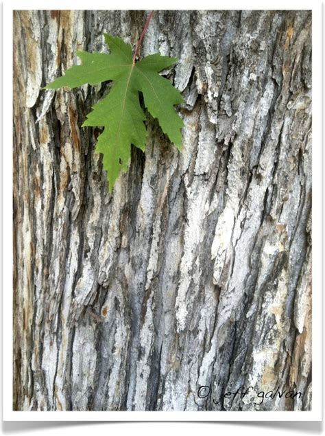 Silver Maple – Leaf – Bark | Boulder Tree Care - Pruning & Tree Removal ...