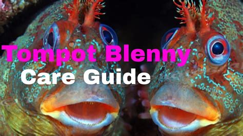 The Tompot Blenny | Care Guide - YouTube