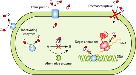 Vancomycin Bacterial Targets Mechanism Of Action