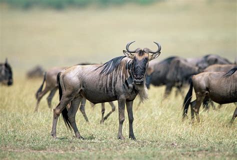 Blue Wildebeest Photograph by Dr P. Marazzi/science Photo Library | Fine Art America